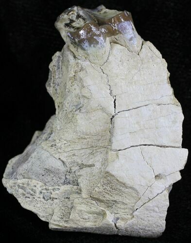 Oligocene Horse (Mesohippus) Jaw Section #25059